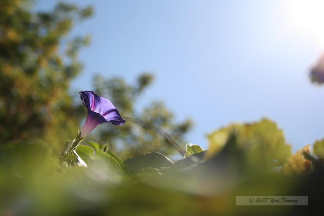 2007_09_29 - Flowers_2156.JPG