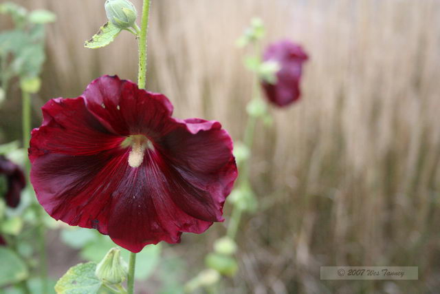 2007_10_14 - Photography Class Field Trip_8825.JPG