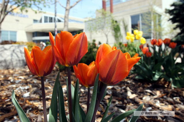 2009_05_05-Tulips_9668-web.jpg