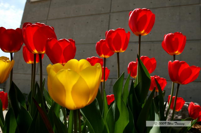 2009_05_05-Tulips_9682-web.jpg