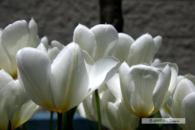 2009_05_05-Tulips_9706-web.jpg