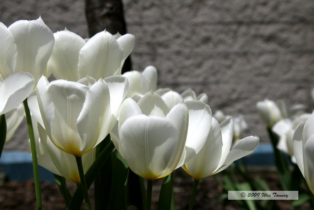 2009_05_05-Tulips_9710-web.jpg