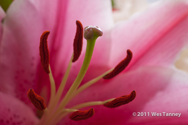 2010 11 21-Flowers-8919-web