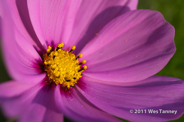 2011 09 25-BackyardFlowers-4578-web