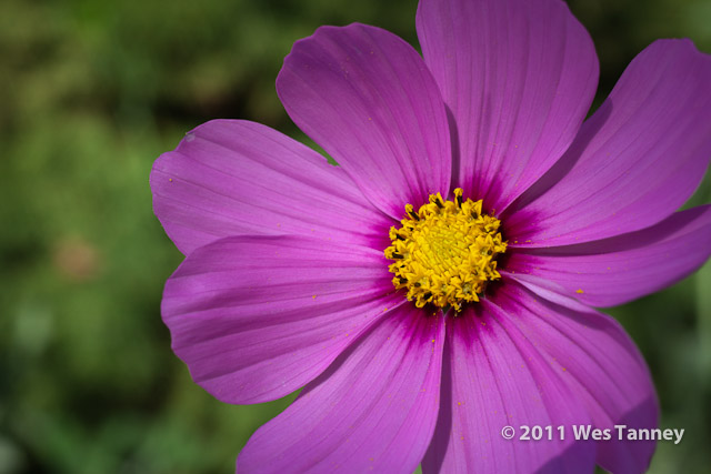 2011 10 07-BackyardFlowers-0459-web