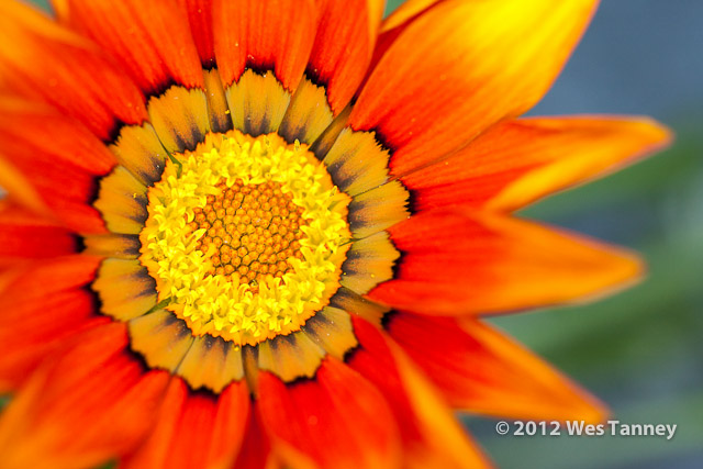2012 05 27-NewFlowers 4223a-web