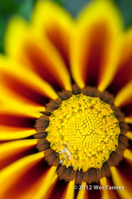 2012 05 27-NewFlowers 4265a-web