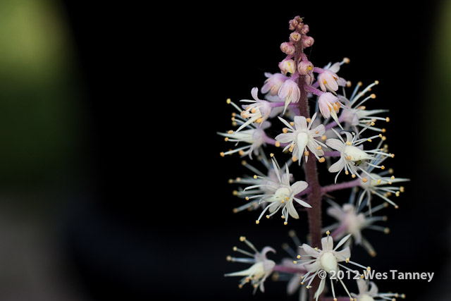 2012 05 31-MayFlowers 4490a-web