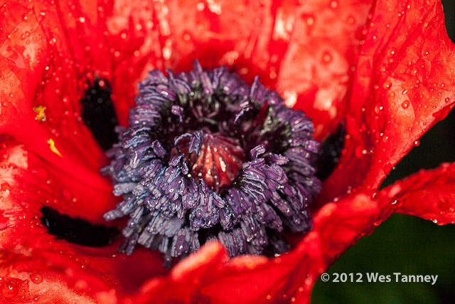 2012 06 01-MayRainFlowers 4520a-web