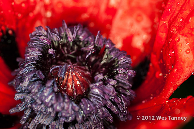 2012 06 01-MayRainFlowers 4522a-web