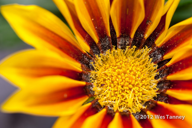 2012 06 03-KissAndPoppies 5054a-web