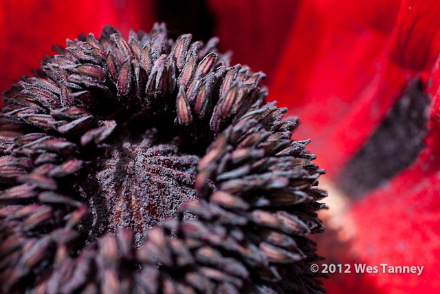 2012 06 03-KissAndPoppies 5085a-web