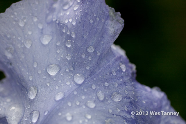 2012 06 06-AfterTheRain 5274a-web