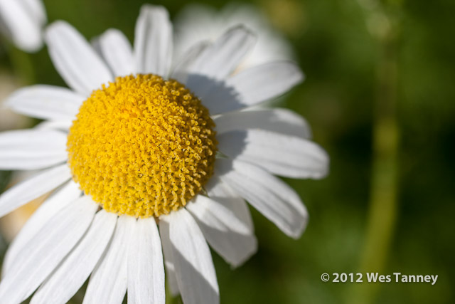 2012 06 23-MorningFlowers 5902a-web