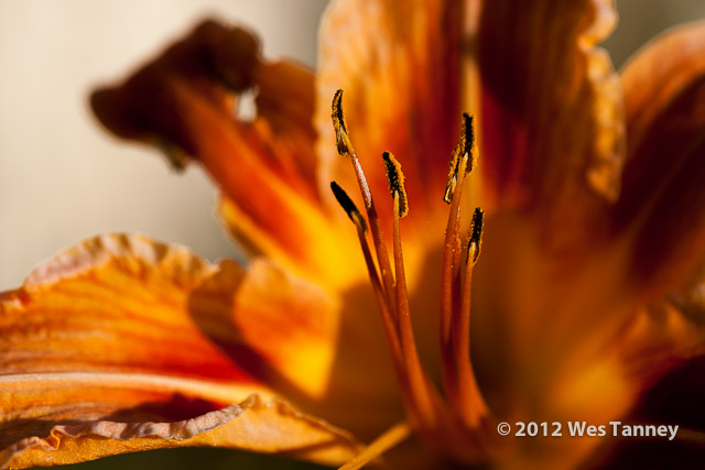 2012 06 29-Brockville 6485a-web