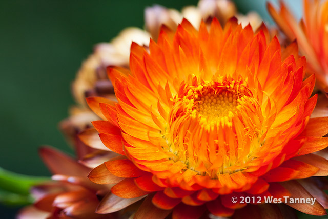 2012 07 05-MacroFlowers 7827a-web