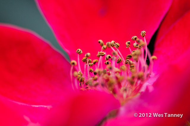 2012 07 08-MorningFlowers 7949a-web