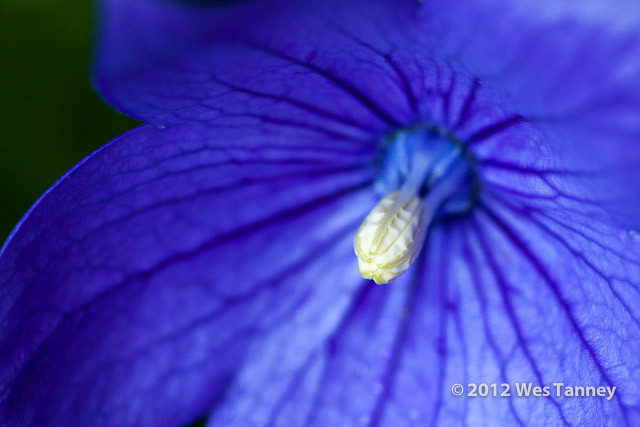 2012 07 08-MorningFlowers 7954a-web