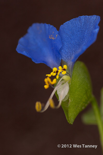 2012 08 05-MorningFlowers-9279a-web