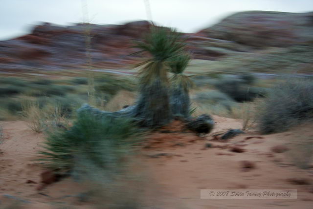 2007_11_25-ValleyOfFire-1161a-web.JPG