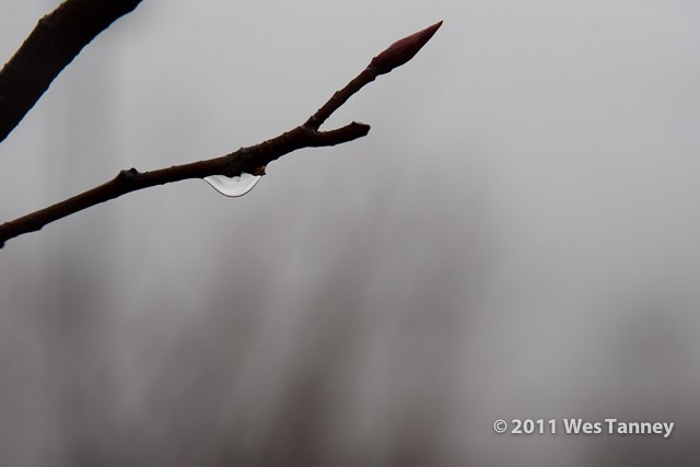 2011 01 01-FogWalk-8972-web