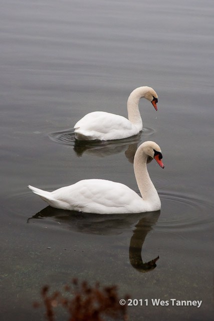 2011 01 01-FogWalk-9022-web