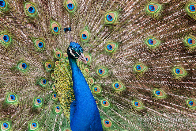 2012 05 12-TorontoZoo 3170a-web