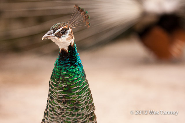 2012 05 12-TorontoZoo 3182a-web