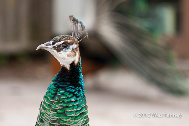 2012 05 12-TorontoZoo 3186a-web