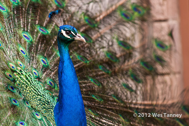 2012 05 12-TorontoZoo 3190a-web