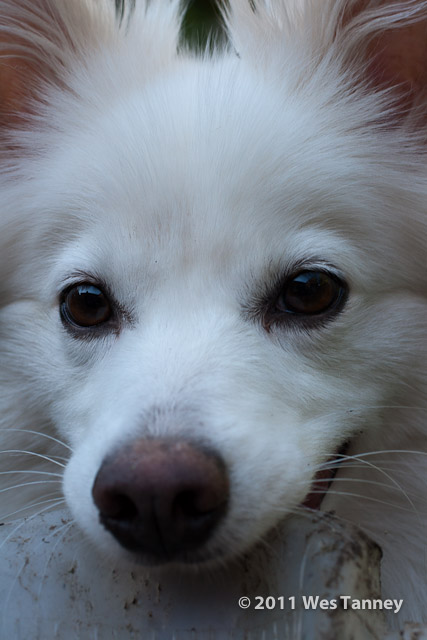 2011 06 01-Odinn-9906-web