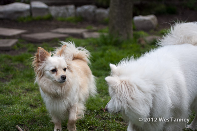 2012 04 28-SpringFlowers 2966a-web