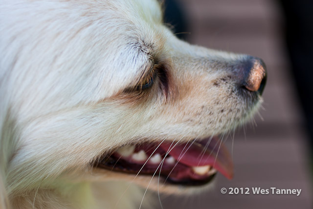 2012 05 20-Alaines 3714a-web