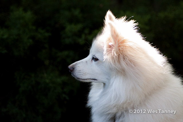 2012 07 01-MorningFlowers 6729a-web