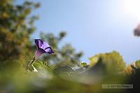 2007_09_29 - Flowers_2156.JPG