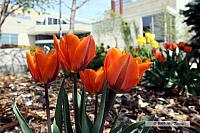 2009_05_05-Tulips_9668-web.jpg