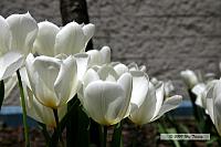2009_05_05-Tulips_9710-web.jpg