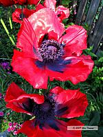2009_06_16-BackyardFlowers_1410-web.jpg