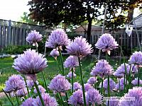 2009_06_16-BackyardFlowers_1425-web.jpg