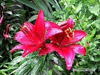 2009_06_20-BackyardFlowers_1452-web.jpg
