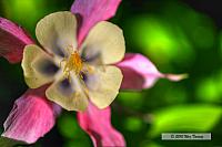 2010_06_08-BackyardFlowers_1667_8_9-web.jpg