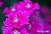 2010_06_08-BackyardFlowers_1721-web.jpg