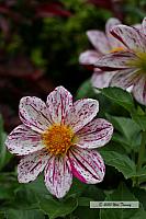 2010_06_12-CasaLomaFlowers_1757-web.jpg