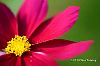 2010_07_27-Flowers-4978-web.jpg