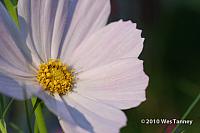 2010_08_28-Cosmos-IMG_7133-web.jpg