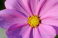 2010_08_28-Cosmos-IMG_7177-web.jpg
