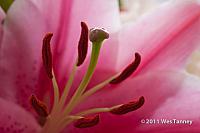 2010 11 21-Flowers-8919-web