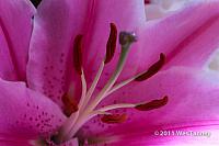 2010 11 21-Flowers-8924-web