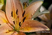 2011 07 13-AlainesFlowers-1065-web