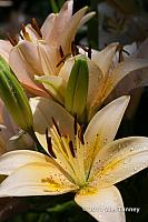 2011 07 13-AlainesFlowers-1109-web